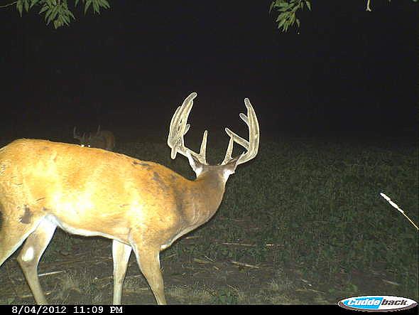 CDY 0412