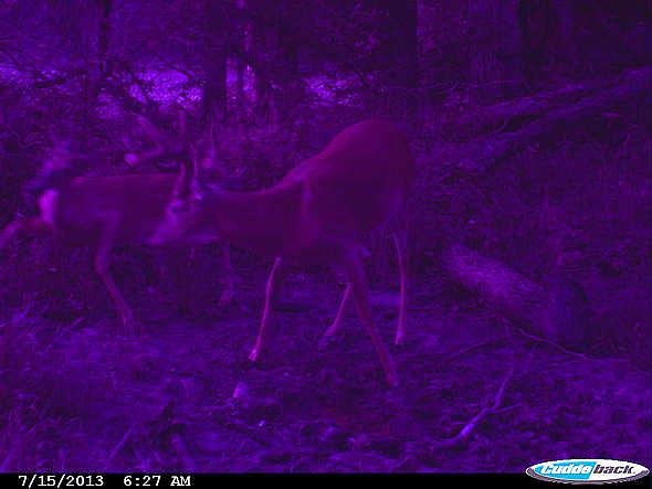 CDY 0076