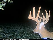 High Tines