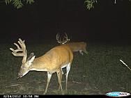 CDY 0403