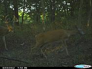 CDY 0410