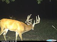 CDY 0411