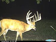 CDY 0413