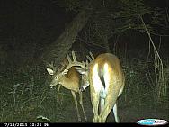 CDY 0122