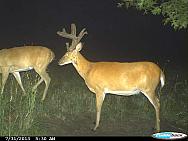 CDY 0835