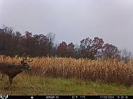 11020727