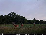 07290371