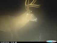 CDY 0113
