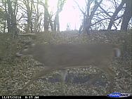 CDY 0121