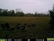 Trail Cam